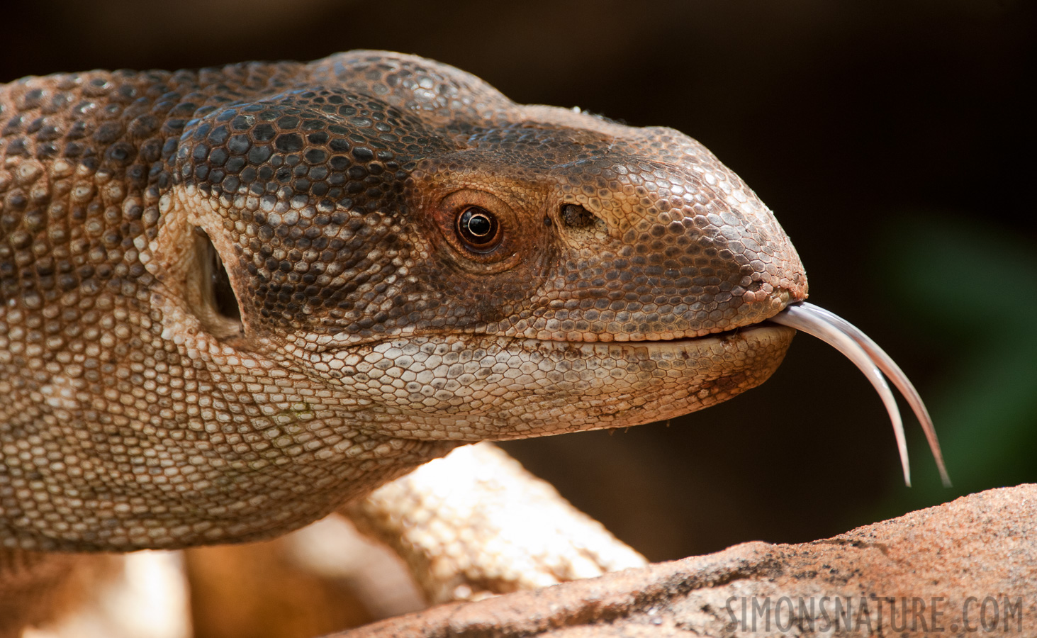 Varanus albigularis microstictus [550 mm, 1/640 Sek. bei f / 6.3, ISO 1600]